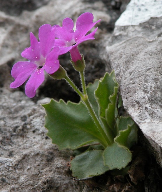 Primula hirsuta (=inclusa P. grignensis) / Primula irsuta